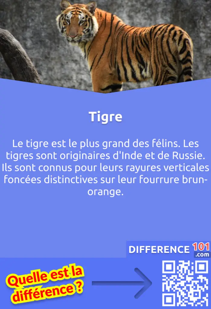 Qu'est-ce que le Tigre? Le tigre est le plus grand des félins. Les tigres sont originaires d'Inde et de Russie. Ils sont connus pour leurs rayures verticales foncées distinctives sur leur fourrure brun-orange.