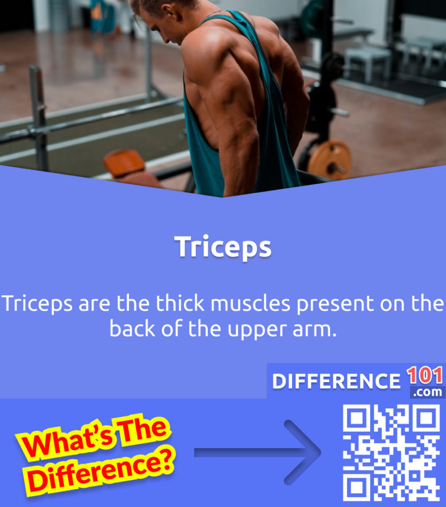 What are Triceps? Triceps are the thick muscles present on the back of the upper arm.