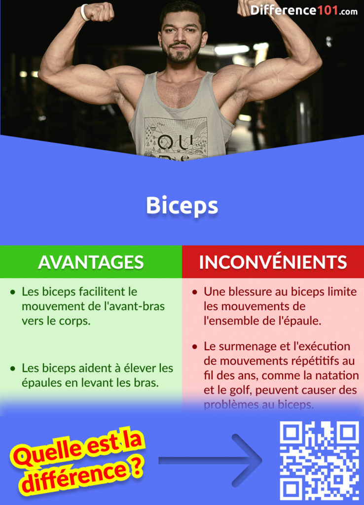 Biceps Avantages et Inconvénients