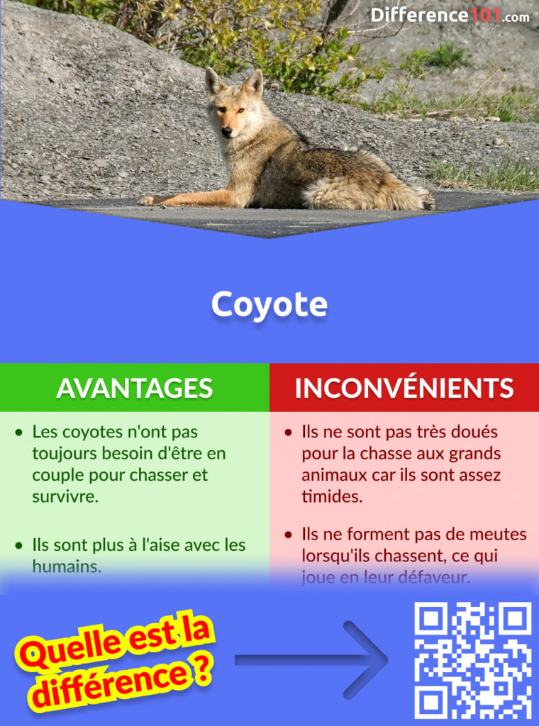 Discuter des forces et des faiblesses d'un coyote