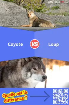 Coyote vs. Loup: Principales différences, Avantages & Inconvénients, FAQ