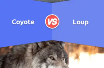 Coyote vs. Loup: Principales différences, Avantages & Inconvénients, FAQ