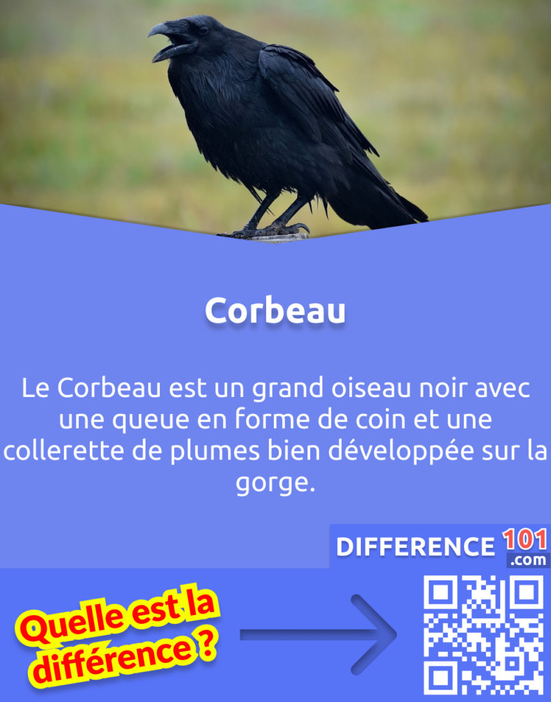 Qu'est-ce qu'un Corbeau? Le Corbeau est un grand oiseau noir avec une queue en forme de coin et une collerette de plumes bien développée sur la gorge.
