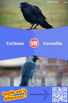 Corbeau ou Corneille: Principales Différences, Avantages et Inconvénients, FAQ