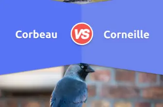 Corbeau ou Corneille: Principales Différences, Avantages et Inconvénients, FAQ