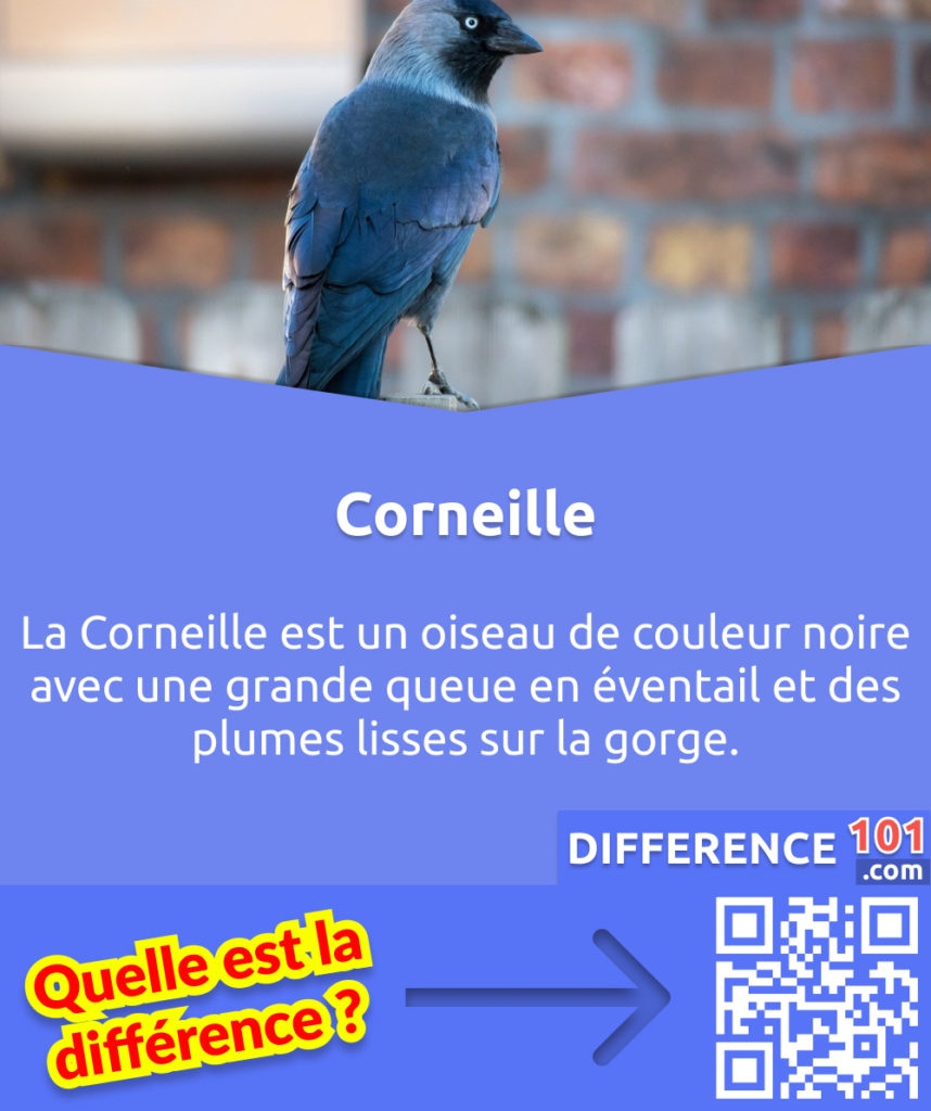 Qu'est-ce qu'un Corneille? La Corneille est un oiseau de couleur noire avec une grande queue en éventail et des plumes lisses sur la gorge.