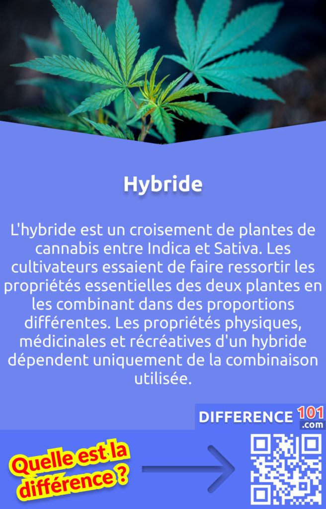 Qu'est-ce que l'Hybride? L'hybride est un croisement de plantes de cannabis entre Indica et Sativa. Les cultivateurs essaient de faire ressortir les propriétés essentielles des deux plantes en les combinant dans des proportions différentes. Les propriétés physiques, médicinales et récréatives d'un hybride dépendent uniquement de la combinaison utilisée.