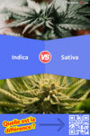 Indica ou Sativa ou Hybride: Quelle est la différence?