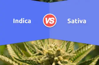 Indica ou Sativa ou Hybride: Quelle est la différence?