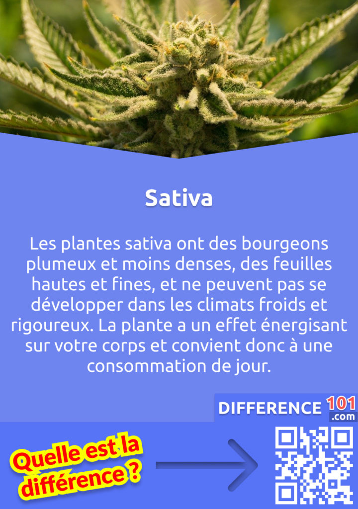 Qu'est-ce que la Sativa? Les plantes sativa ont des bourgeons plumeux et moins denses, des feuilles hautes et fines, et ne peuvent pas se développer dans les climats froids et rigoureux. La plante a un effet énergisant sur votre corps et convient donc à une consommation de jour.