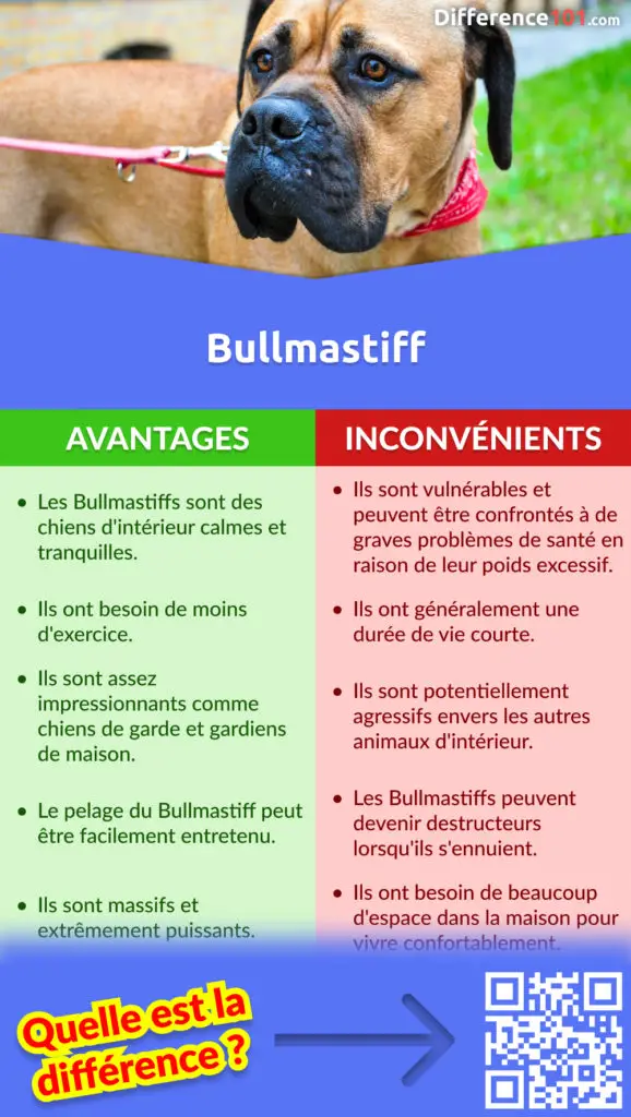 Avantages et Inconvénients de la Bullmastiff