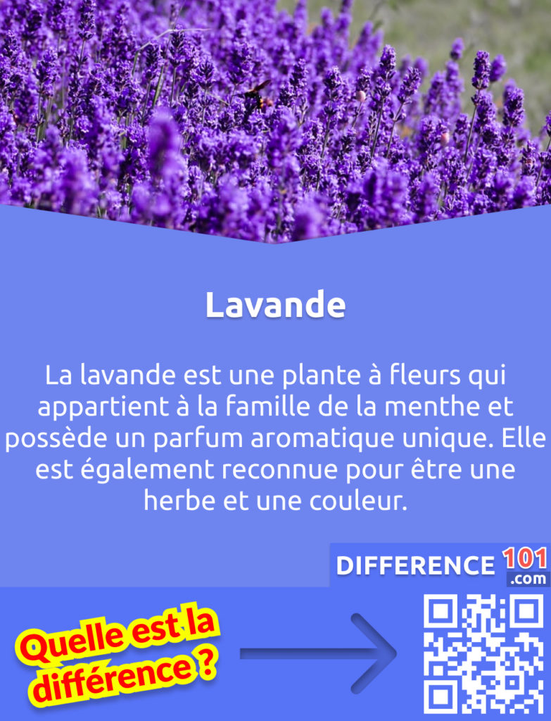 Qu'est-ce que la Lavande? La lavande est une plante à fleurs qui appartient à la famille de la menthe et possède un parfum aromatique unique. Elle est également reconnue pour être une herbe et une couleur.
