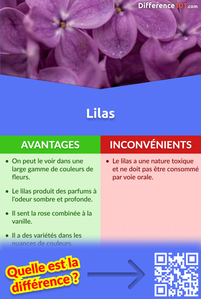 Les avantages et inconvénients du lilas