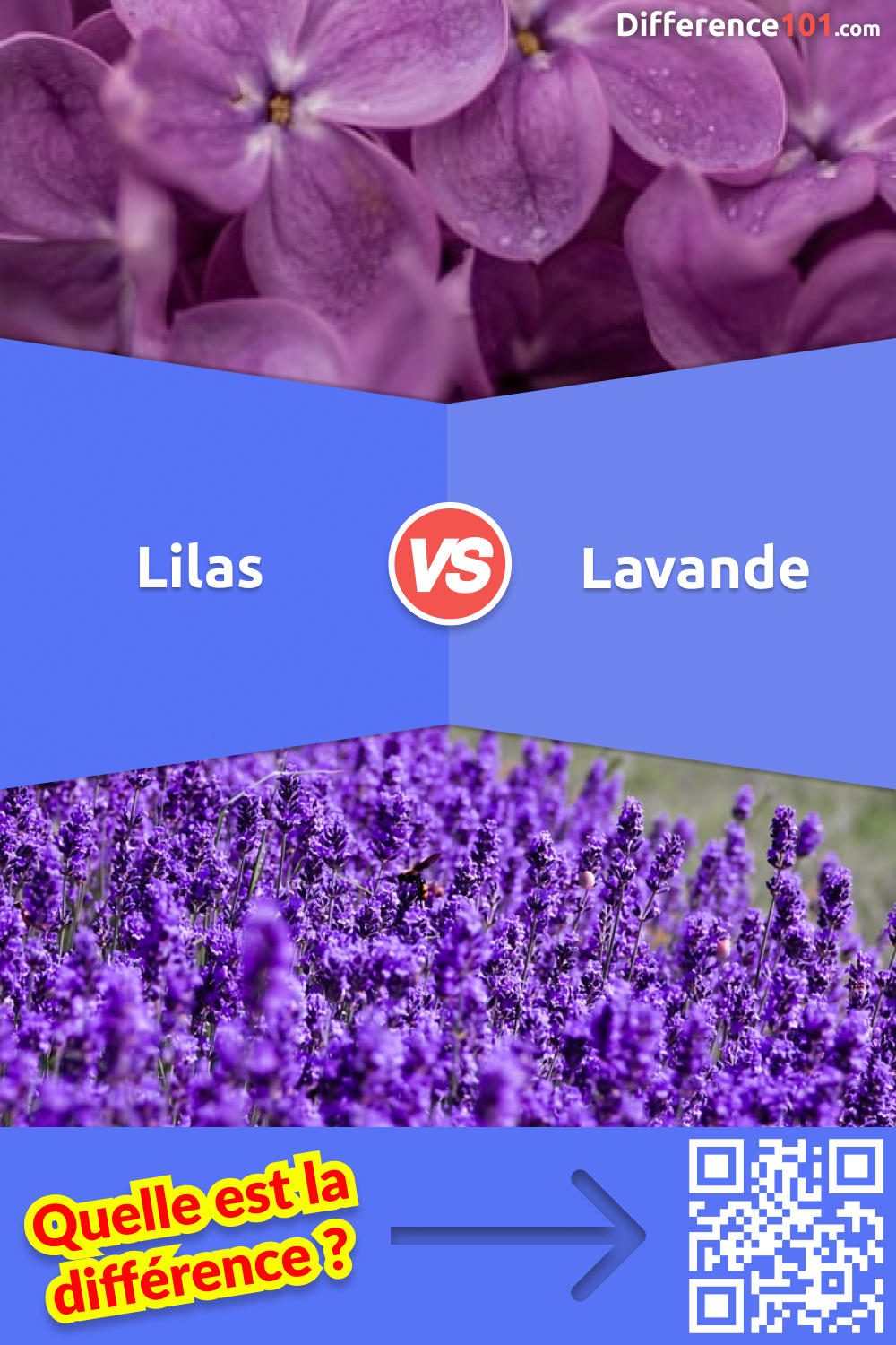 Lilas ou Lavande: Différences, Avantages et Inconvénients, Similarités |  Difference 101