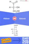 Aldose vs. Ketose: 7 Key Differences, Pros & Cons, Examples