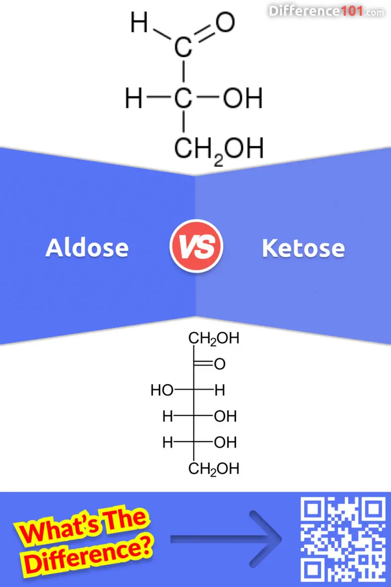 Aldose Et Cétose : Quelle Est La Différence Entre L'aldose | Difference 101