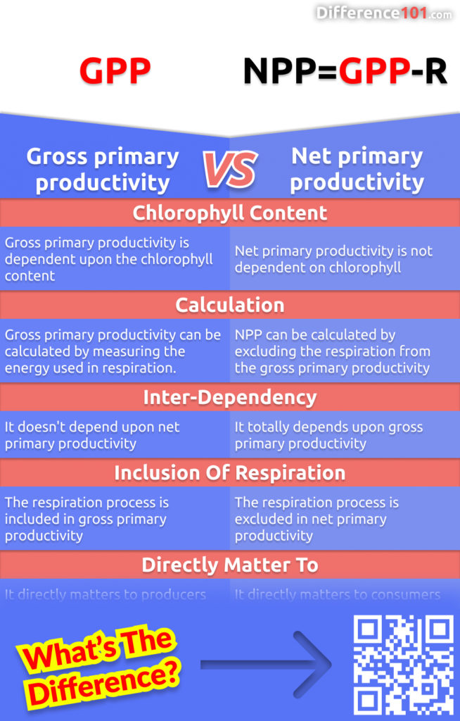 What is the difference between gross and net primary productivity? Read this article to find out.