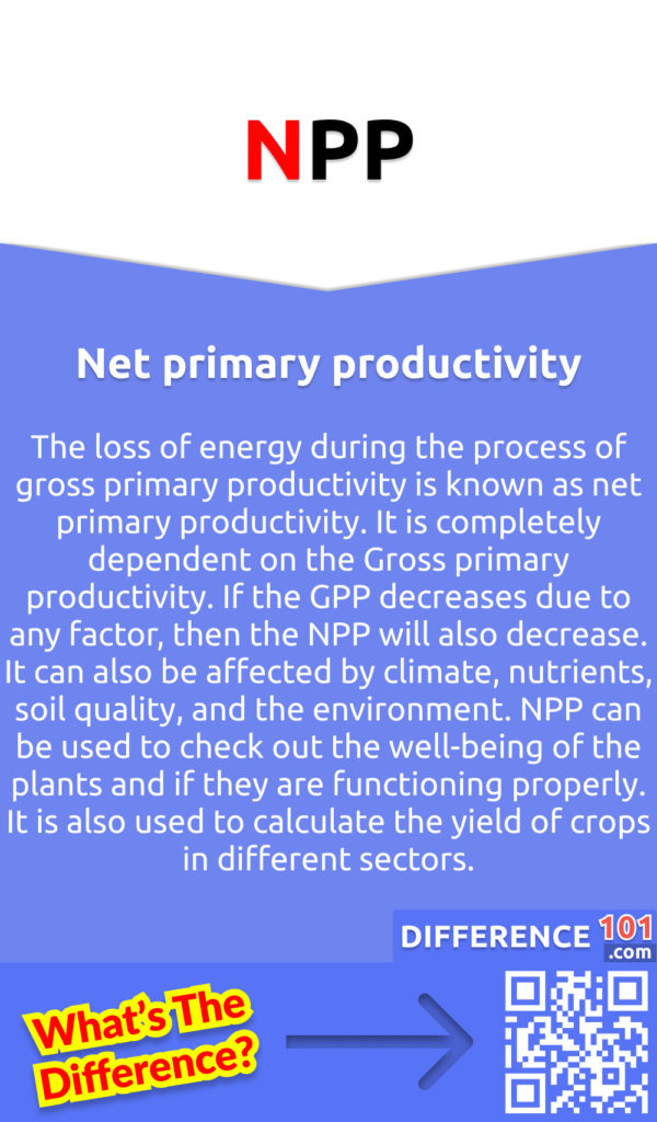 What is Net primary productivity (NPP)? The loss of energy during the process of gross primary productivity is known as net primary productivity. It is completely dependent on the Gross primary productivity. If the GPP decreases due to any factor, then the NPP will also decrease. It can also be affected by climate, nutrients, soil quality, and the environment. NPP can be used to check out the well-being of the plants and if they are functioning properly. It is also used to calculate the yield of crops in different sectors.