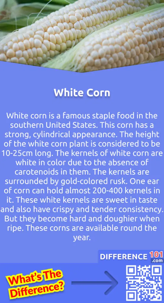 What is White Corn? White corn is a famous staple food in the southern United States. This corn has a strong, cylindrical appearance. The height of the white corn plant is considered to be 10-25cm long. The kernels of white corn are white in color due to the absence of carotenoids in them. The kernels are surrounded by gold-colored rusk. One ear of corn can hold almost 200-400 kernels in it. These white kernels are sweet in taste and also have crispy and tender consistency. But they become hard and doughier when ripe. These corns are available round the year.