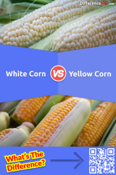 White Corn vs. Yellow Corn: 8 Key Differences, Pros & Cons, Nicknames