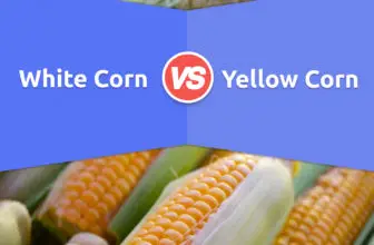 White Corn vs. Yellow Corn: 8 Key Differences, Pros & Cons, Nicknames