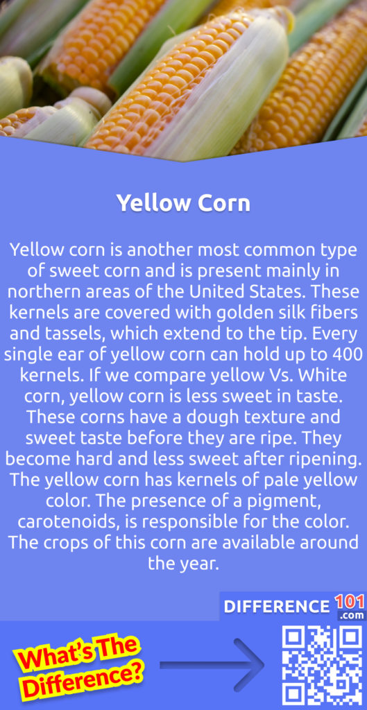 What is Yellow Corn? Yellow corn is another most common type of sweet corn and is present mainly in northern areas of the United States. These kernels are covered with golden silk fibers and tassels, which extend to the tip. Every single ear of yellow corn can hold up to 400 kernels. If we compare yellow Vs. White corn, yellow corn is less sweet in taste. These corns have a dough texture and sweet taste before they are ripe. They become hard and less sweet after ripening. The yellow corn has kernels of pale yellow color. The presence of a pigment, carotenoids, is responsible for the color. The crops of this corn are available around the year.