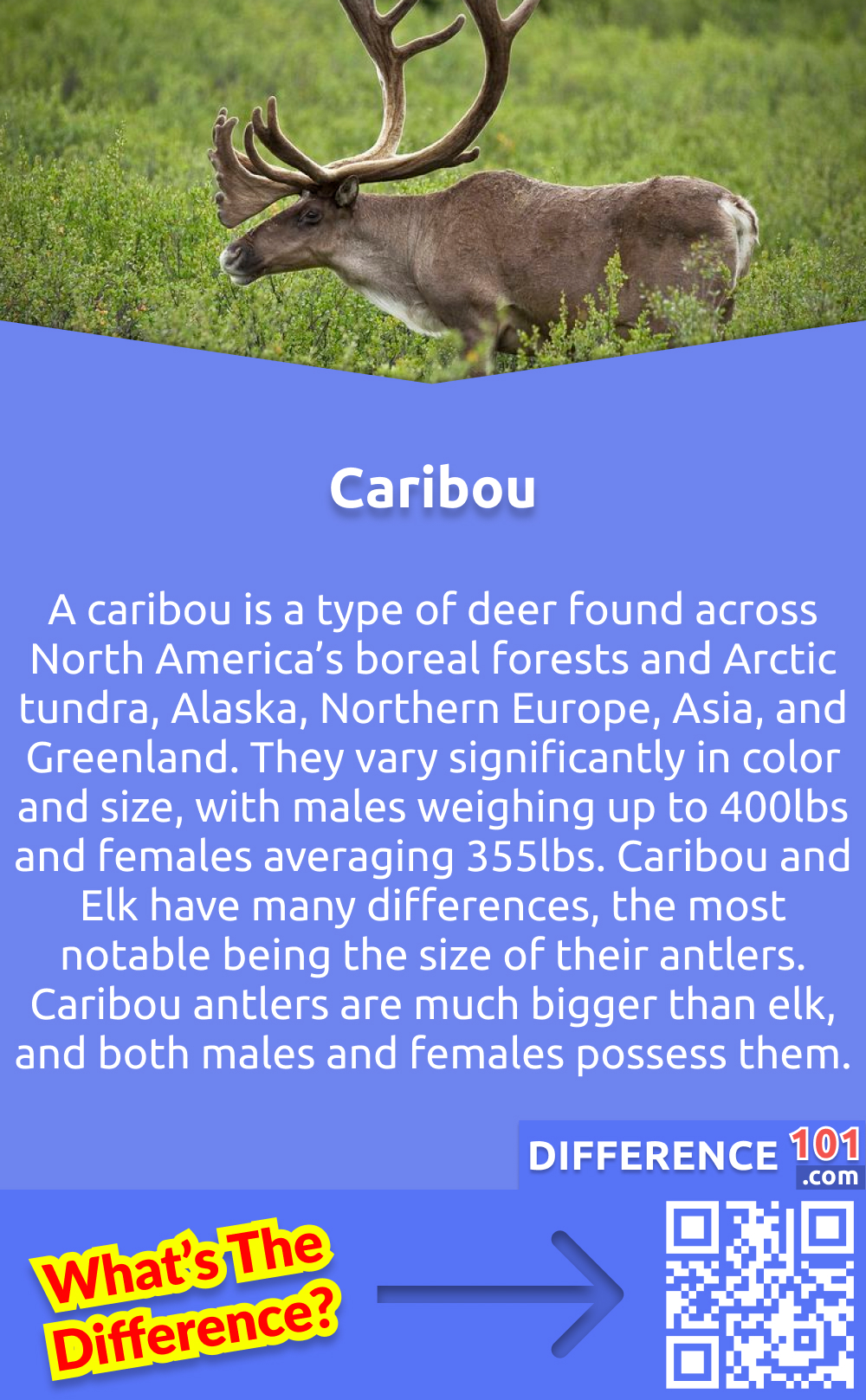 What is a Caribou? A caribou is a type of deer found across North America’s boreal forests and Arctic tundra, Alaska, Northern Europe, Asia, and Greenland. They vary significantly in color and size, with males weighing up to 400lbs and females averaging 355lbs. Caribou and Elk have many differences, the most notable being the size of their antlers. Caribou antlers are much bigger than elk, and both males and females possess them.