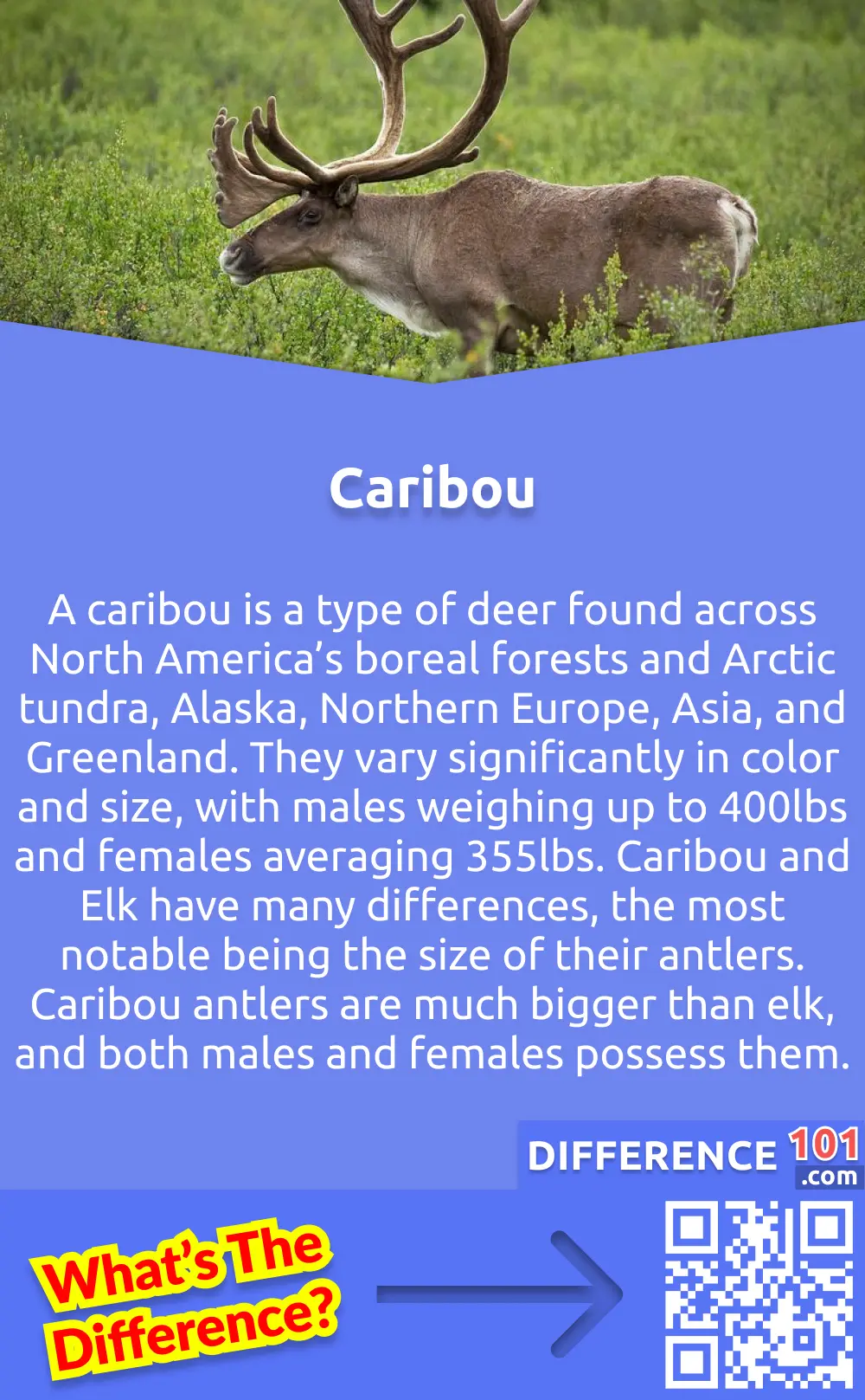 Caribou vs. Elk: 11 Key Differences, Definition, Family belonging |  Difference 101
