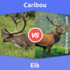 Caribou vs. Elk: 11 Key Differences, Definition, Family belonging