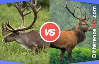 Caribou vs. Elk: 11 Key Differences, Definition, Family belonging