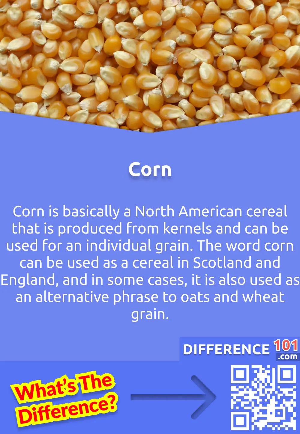 What is Corn? Corn is basically a North American cereal that is produced from kernels and can be used for an individual grain. The word corn can be used as a cereal in Scotland and England, and in some cases, it is also used as an alternative phrase to oats and wheat grain.