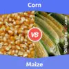 Corn vs. Maize: 5 Key Differences, Pros & Cons, FAQs