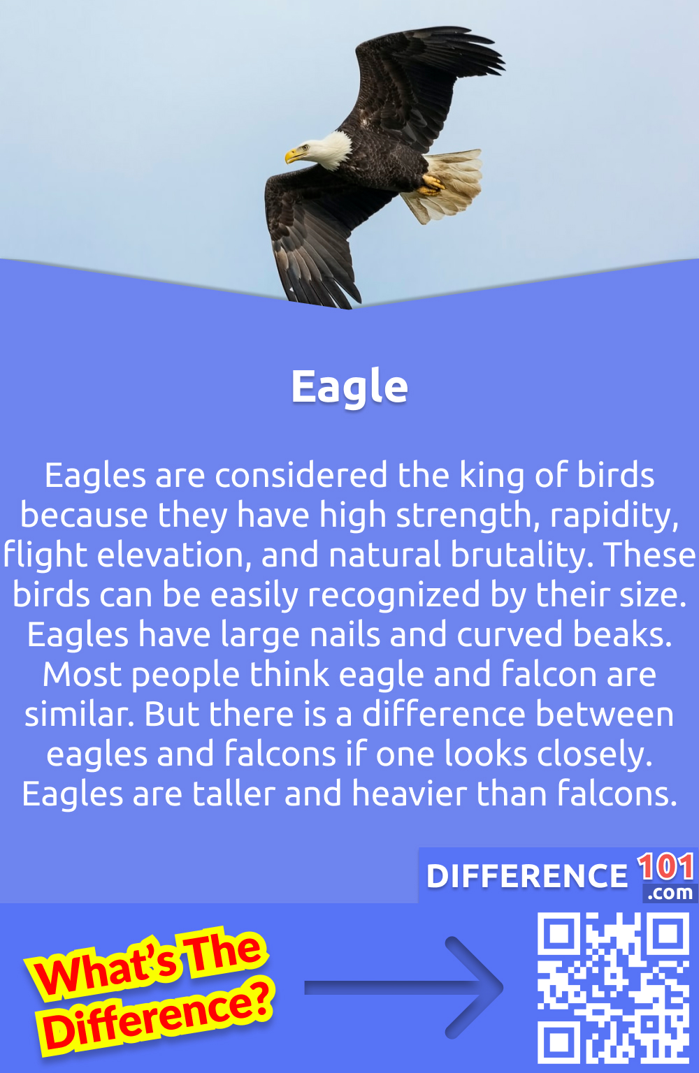 What is Eagle? Eagles are considered the king of birds because they have high strength, rapidity, flight elevation, and natural brutality. These birds can be easily recognized by their size. Eagles have large nails and curved beaks. Most people think eagle and falcon are similar. But there is a difference between eagles and falcons if one looks closely. Eagles are taller and heavier than falcons.