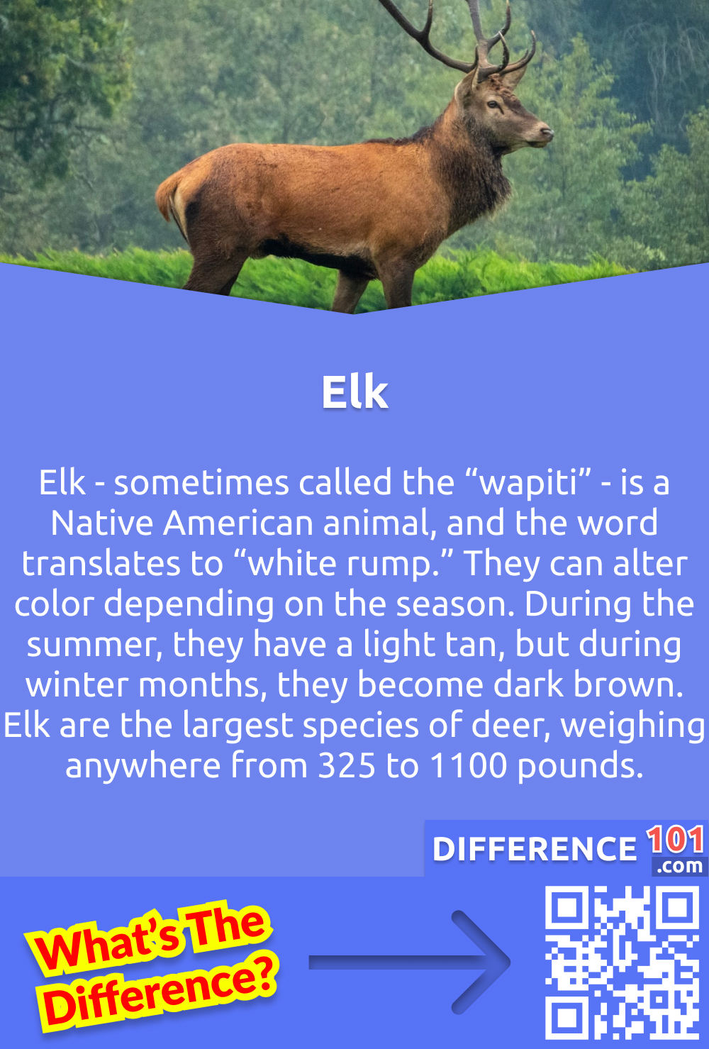 What is an Elk? Elk - sometimes called the “wapiti” - is a Native American animal, and the word translates to “white rump.” They can alter color depending on the season. During the summer, they have a light tan, but during winter months, they become dark brown. Elk are the largest species of deer, weighing anywhere from 325 to 1100 pounds.