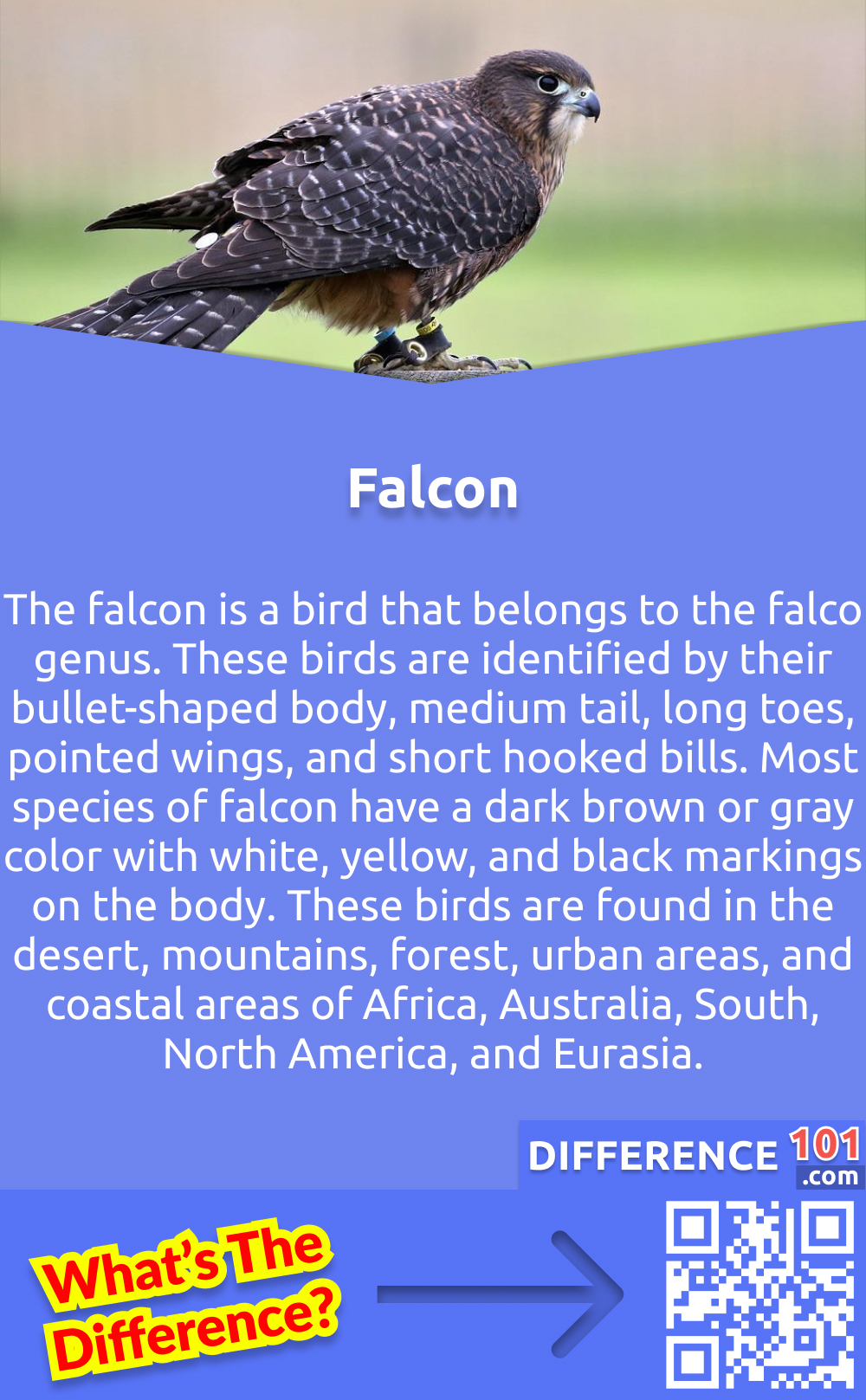 What is Falcon? The falcon is a bird that belongs to the falco genus. These birds are identified by their bullet-shaped body, medium tail, long toes, pointed wings, and short hooked bills. Most species of falcon have a dark brown or gray color with white, yellow, and black markings on the body. These birds are found in the desert, mountains, forest, urban areas, and coastal areas of Africa, Australia, South, North America, and Eurasia.