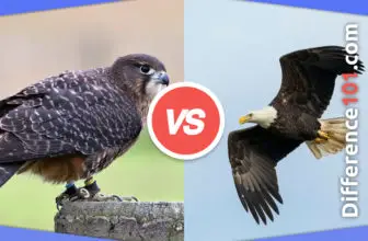 Falcon vs. Eagle vs. Hawk: 7 Key Differences, Pros & Cons, FAQs