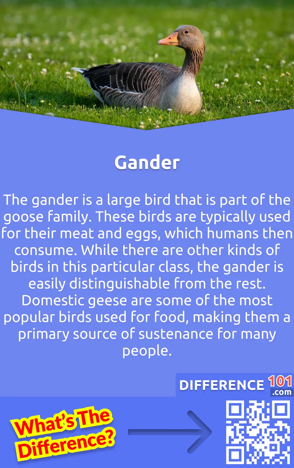 What Are Ganders? The gander is a large bird that is part of the goose family. These birds are typically used for their meat and eggs, which humans then consume. While there are other kinds of birds in this particular class, the gander is easily distinguishable from the rest. Domestic geese are some of the most popular birds used for food, making them a primary source of sustenance for many people.