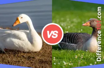 Goose vs. Gander: 5 Key Differences, Definition, Living Areas