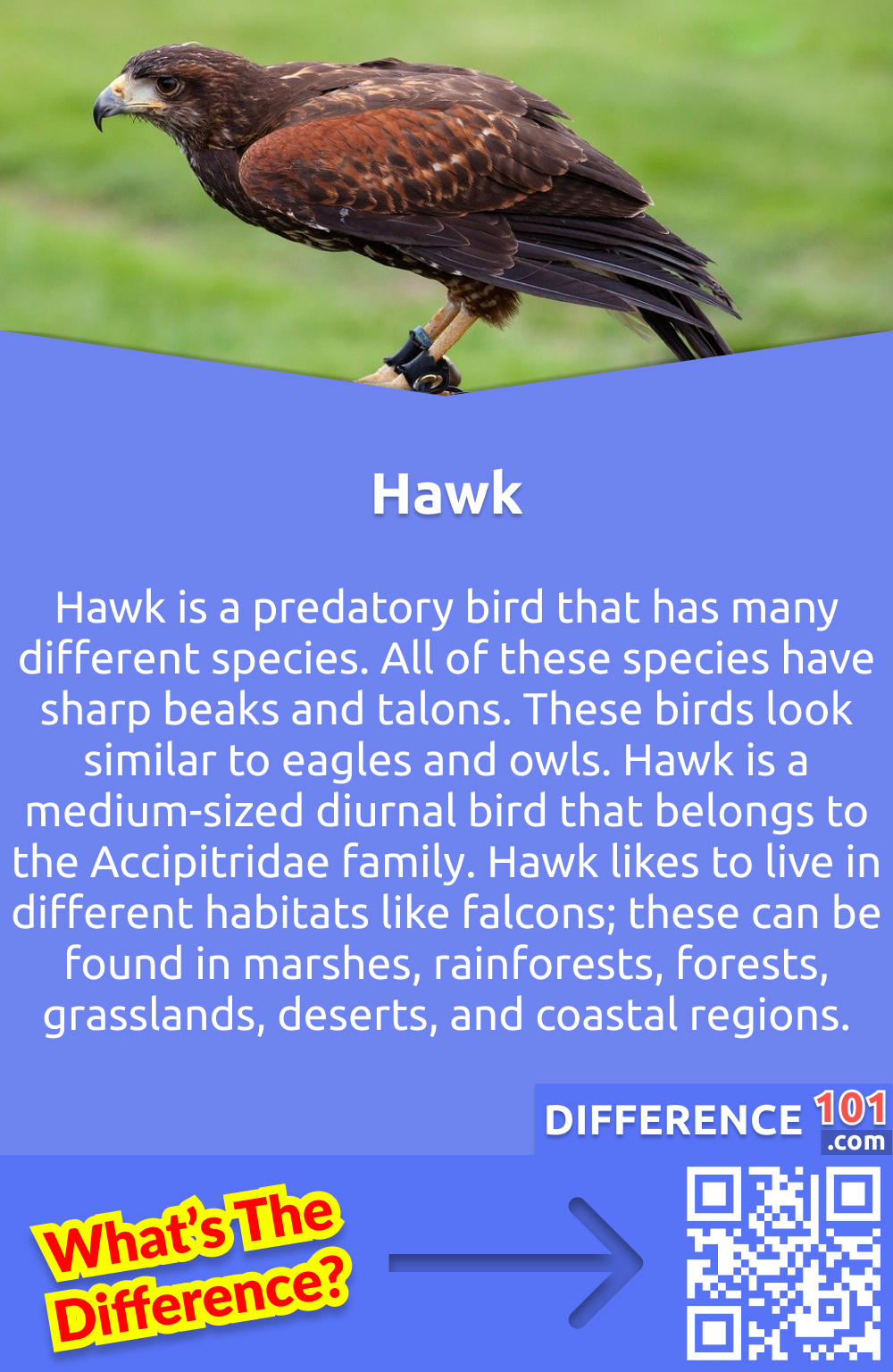 What is a Hawk? Hawk is a predatory bird that has many different species. All of these species have sharp beaks and talons. These birds look similar to eagles and owls. Hawk is a medium-sized diurnal bird that belongs to the Accipitridae family. Hawk likes to live in different habitats like falcons; these can be found in marshes, rainforests, forests,  grasslands, deserts, and coastal regions. 