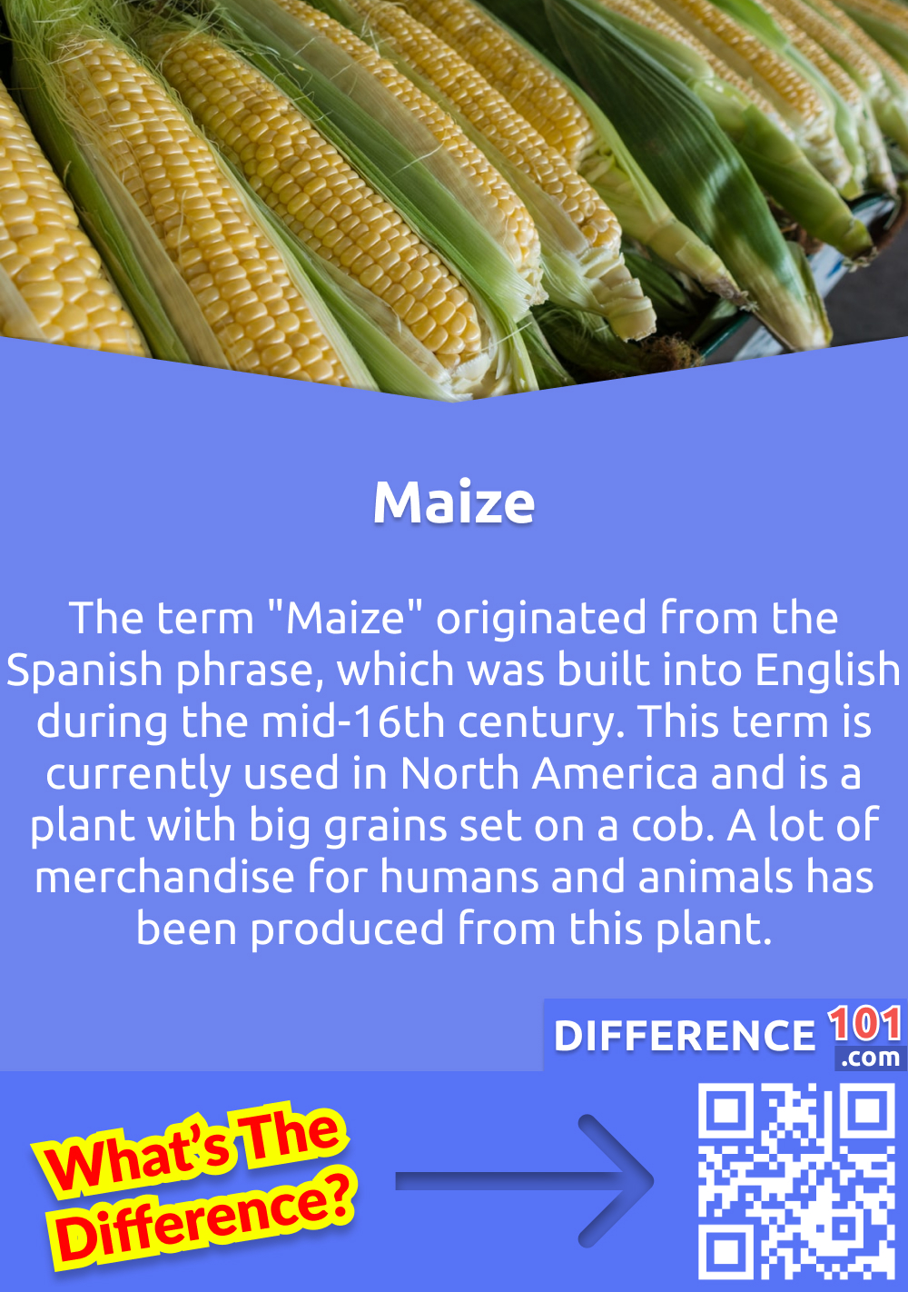 What is Maize? The term "Maize" originated from the Spanish phrase, which was built into English during the mid-16th century. This term is currently used in North America and is a plant with big grains set on a cob. A lot of merchandise for humans and animals has been produced from this plant.