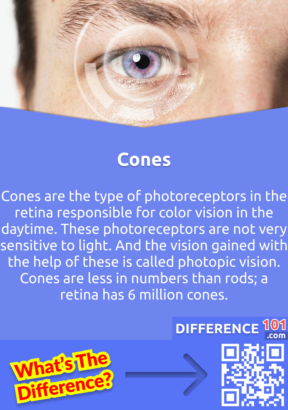 What Are Cones? Cones are the type of photoreceptors in the retina responsible for color vision in the daytime. These photoreceptors are not very sensitive to light. And the vision gained with the help of these is called photopic vision. Cones are less in numbers than rods; a retina has 6 million cones.