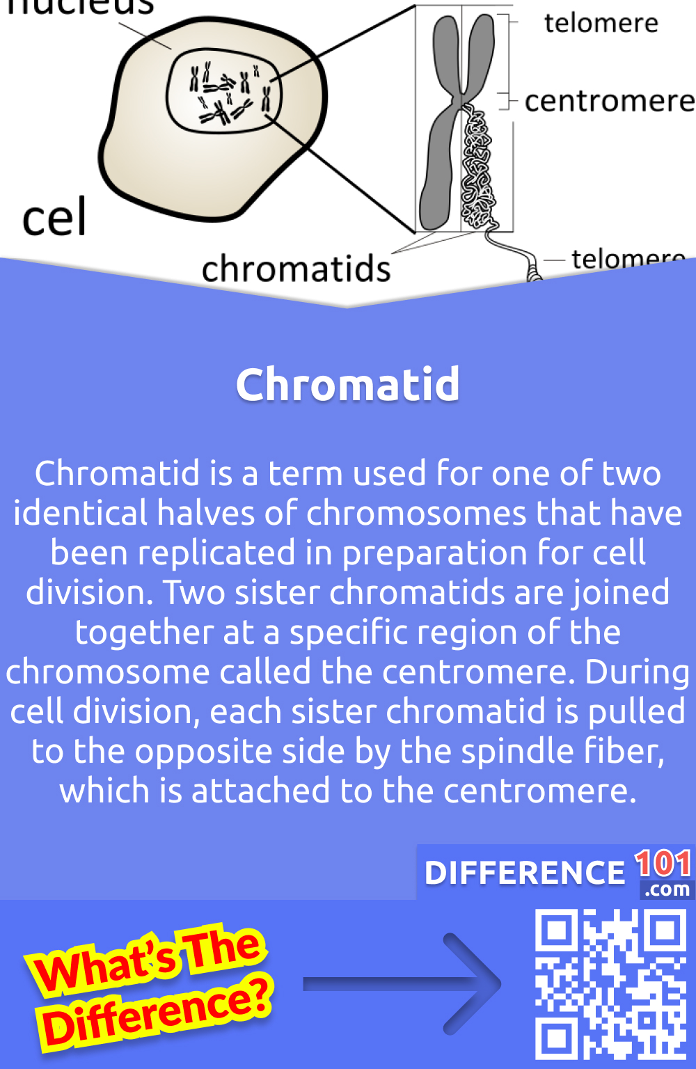 What Is Chromatid? Chromatid is a term used for one of two identical halves of chromosomes that have been replicated in preparation for cell division. Two sister chromatids are joined together at a specific region of the chromosome called the centromere. During cell division, each sister chromatid is pulled to the opposite side by the spindle fiber, which is attached to the centromere. And when the cells divide into two, it makes daughter cells with identical DNA. This cell replication is very important during growth and for replacing the cells which got damaged. For example, the cut heals when a person gets a cut on his skin. It is because of cell replication that the new cells are exact copies of the old ones. The chromosomes also contain copies in the form of chromatids which contain special structures for separating daughter cells.