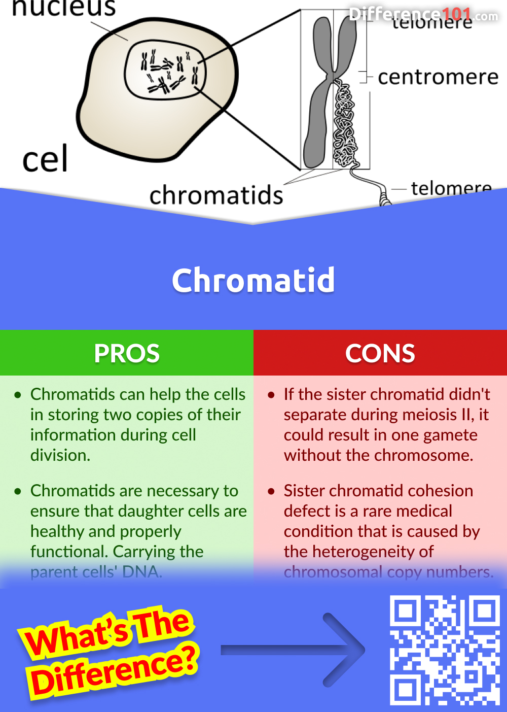 Pros and Cons of Chromatid
