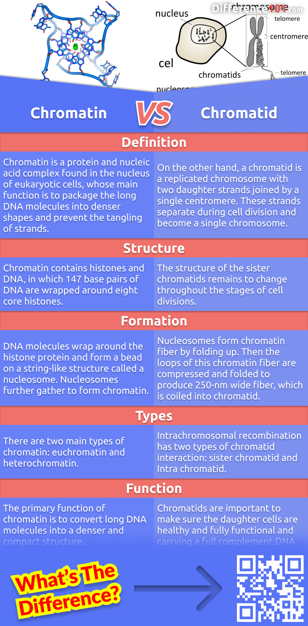 What's the difference between chromatin and chromatid? Chromatin is the material that makes up chromosomes, while chromatids are the two parts of a chromosome that are joined together during cell division. Read more here.