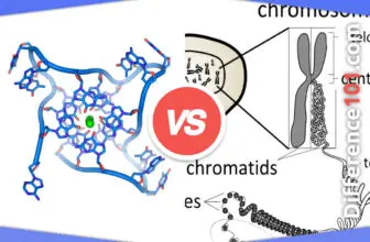 Chromatin vs. Chromatid: 5 Key Differences, Pros & Cons, Similarities