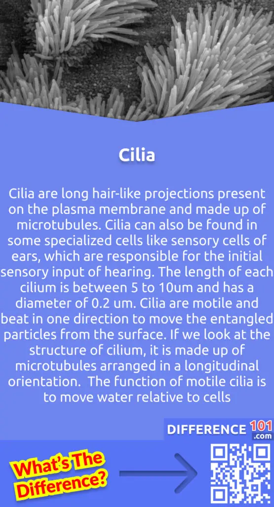 What is Cilia? Cilia are long hair-like projections present on the plasma membrane and made up of microtubules. Cilia can also be found in some specialized cells like sensory cells of ears, which are responsible for the initial sensory input of hearing. The length of each cilium is between 5 to 10um and has a diameter of 0.2 um. Cilia are motile and beat in one direction to move the entangled particles from the surface. If we look at the structure of cilium, it is made up of microtubules arranged in a longitudinal orientation. This orientation is also known as 9+2 orientation which means each cilium has nine microtubule doublets which are located peripherally with two microtubules in the center. The function of motile cilia is to move water relative to cells.
