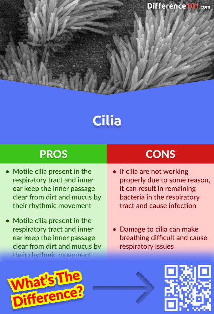 Cilia Pros and Cons