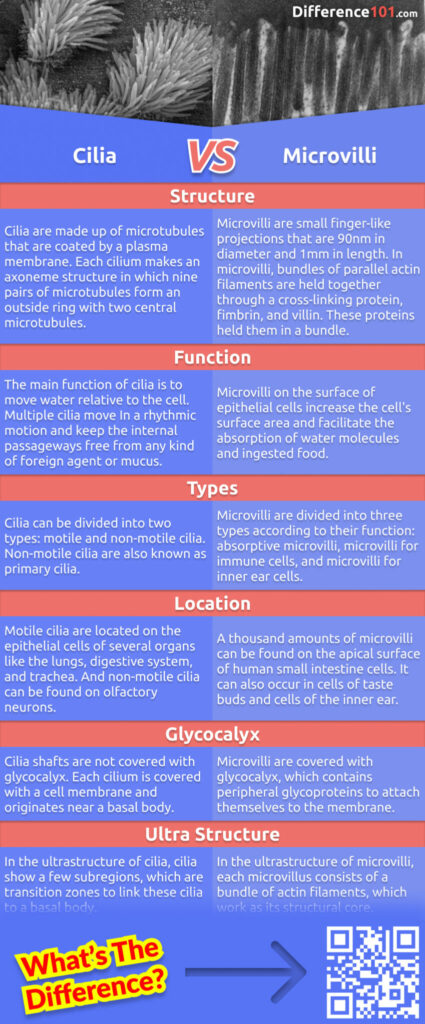 What's the difference between cilia and microvilli? Both are tiny, hairlike structures that protrude from the surface of cells, but cilia are much longer and thinner. Read more to learn about their differences.