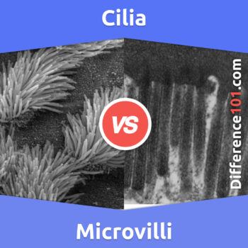 Cilia vs. Microvilli: 6 Key Differences, Pros & Cons, Similarities