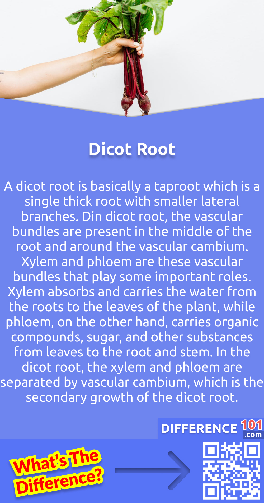 What Is Dicot Root? A dicot root is basically a taproot which is a single thick root with smaller lateral branches. Din dicot root, the vascular bundles are present in the middle of the root and around the vascular cambium. Xylem and phloem are these vascular bundles that play some important roles. Xylem absorbs and carries the water from the roots to the leaves of the plant, while phloem, on the other hand, carries organic compounds, sugar, and other substances from leaves to the root and stem. In the dicot root, the xylem and phloem are separated by vascular cambium, which is the secondary growth of the dicot root.